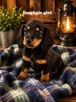 Black and tan long haired girl, a female Miniature Dachshund for sale in Rockford, IL – 1 of 1