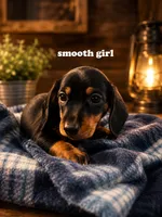 Smooth black and tan girl, a female Miniature Dachshund for sale in Rockford, IL – 1 of 2