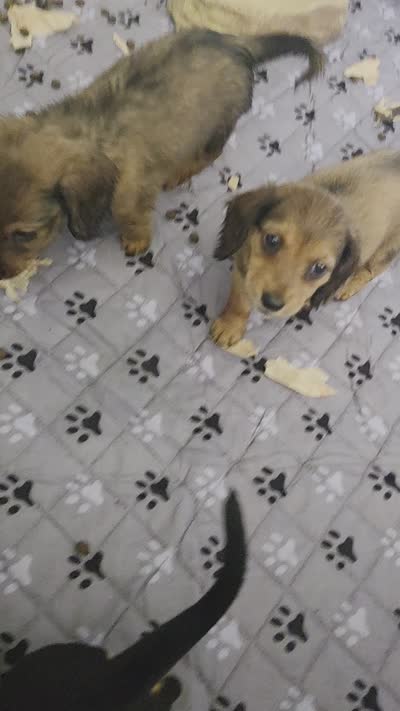 Smooth black and tan girl, a female Miniature Dachshund for sale in Rockford, IL – 2 of 2