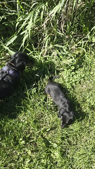 Black and tan long haired girl, a female Miniature Dachshund for sale in Rockford, IL – 2 of 2
