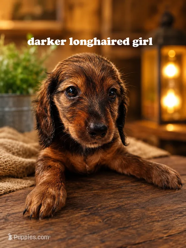Longhaired dark brown girl – Miniature Dachshund puppy for sale in Rockford, IL