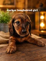 Longhaired dark brown girl, a female Miniature Dachshund for sale in Rockford, IL – 1 of 2