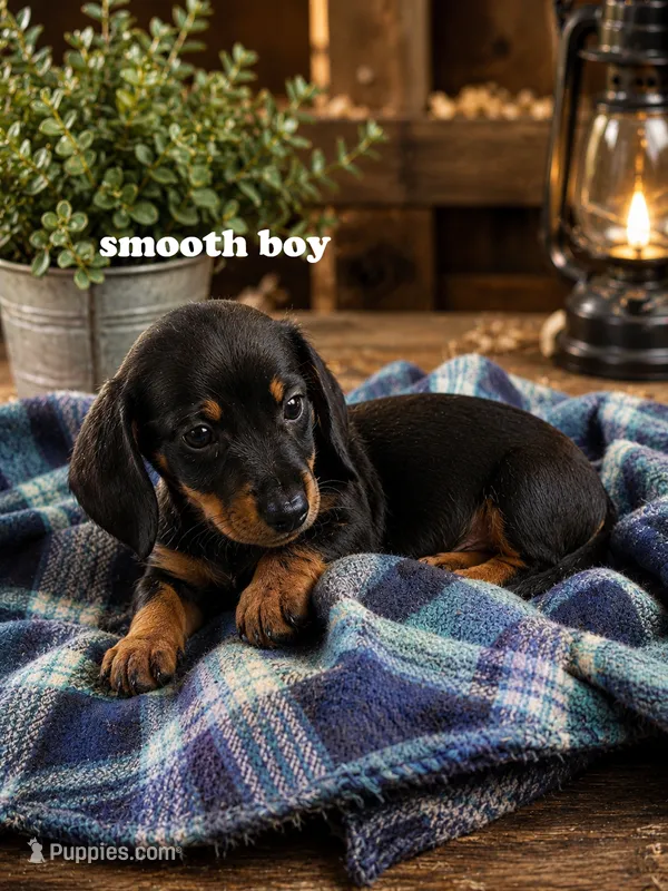 Smooth black and tan boy – Miniature Dachshund puppy for sale in Rockford, IL