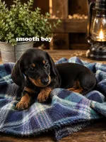 Smooth black and tan boy, a female Miniature Dachshund for sale in Rockford, IL – 1 of 2