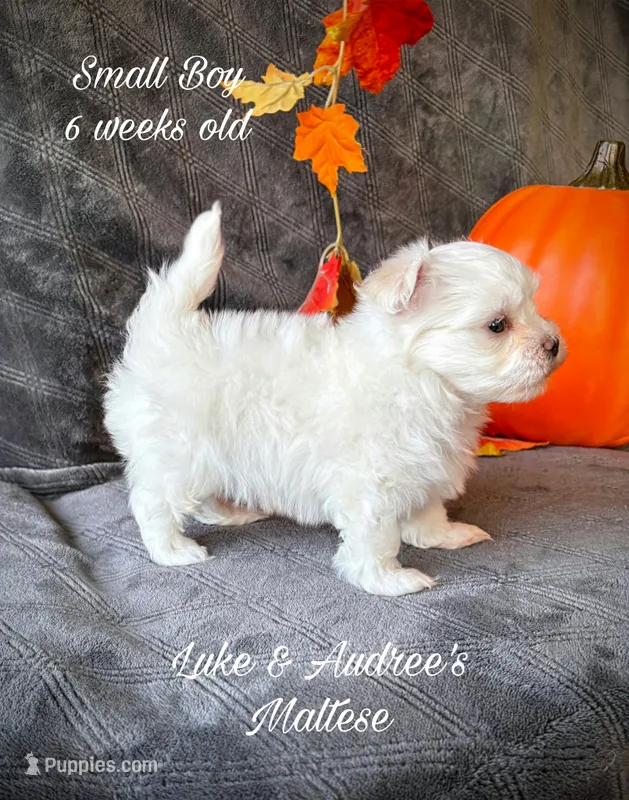 Small Boy – Maltese puppy for sale in Shawnee, OK