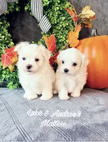X-Small Girl, a female Maltese for sale in Shawnee, OK – 5 of 5