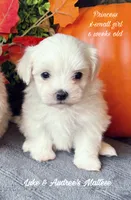 X-Small Girl, a female Maltese for sale in Shawnee, OK – 2 of 5