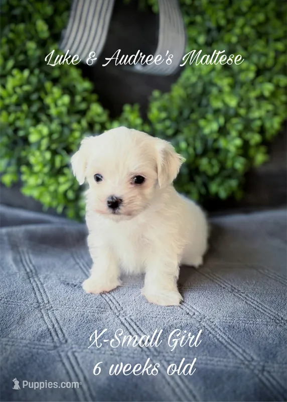 X-Small Girl – Maltese puppy for sale in Shawnee, OK