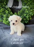 X-Small Girl, a female Maltese for sale in Shawnee, OK – 1 of 5