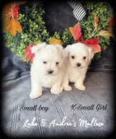 Small Boy, a male Maltese for sale in Shawnee, OK – 2 of 4