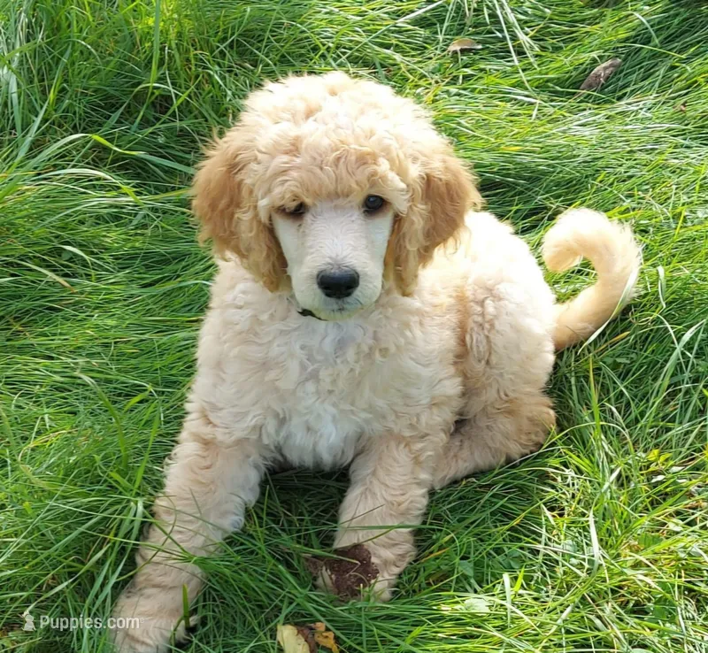 Olive  – Poodle - Standard  puppy for sale in Hampton, VA