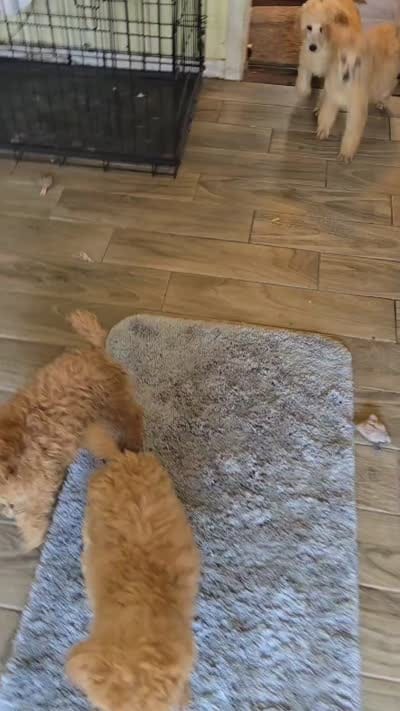 Olive , a male Poodle - Standard  for sale in Hampton, VA – 2 of 2