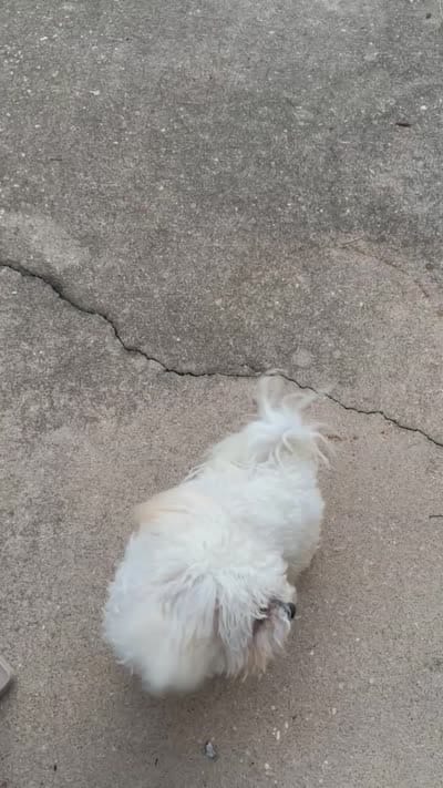 Snowee, a male Shichon for sale in Fayetteville, NC – 3 of 3