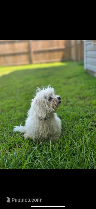 Snowee – Shichon puppy for sale in Fayetteville, NC