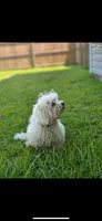 Snowee, a male Shichon for sale in Fayetteville, NC – 1 of 3