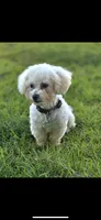 Snowee, a male Shichon for sale in Fayetteville, NC – 2 of 3