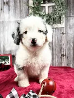 Elena, a female Miniature Bernedoodle for sale in Centerville, IA – Photo 7 of 10