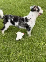 Elena, a female Miniature Bernedoodle for sale in Centerville, IA – Photo 3 of 10