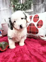Elena, a female Miniature Bernedoodle for sale in Centerville, IA – Photo 4 of 10