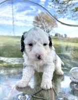 Elena, a female Miniature Bernedoodle for sale in Centerville, IA – Photo 6 of 10