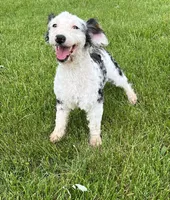 Elena, a female Miniature Bernedoodle for sale in Centerville, IA – Photo 2 of 10