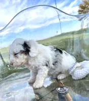 Elena, a female Miniature Bernedoodle for sale in Centerville, IA – Photo 10 of 10