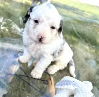 Elena, a female Miniature Bernedoodle for sale in Centerville, IA – Photo 8 of 10
