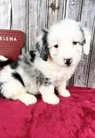 Elena, a female Miniature Bernedoodle for sale in Centerville, IA – Photo 5 of 10