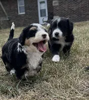 Hondo, a male Miniature Aussiedoodle for sale in Centerville, IA – Photo 5 of 7