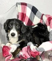 Hondo, a male Miniature Aussiedoodle for sale in Centerville, IA – Photo 2 of 7