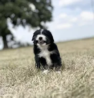 Hondo, a male Miniature Aussiedoodle for sale in Centerville, IA – Photo 4 of 7