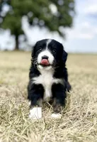 Hondo, a male Miniature Aussiedoodle for sale in Centerville, IA – Photo 6 of 7