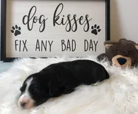 Hondo, a male Miniature Aussiedoodle for sale in Centerville, IA – Photo 7 of 7