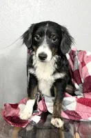 Hondo, a male Miniature Aussiedoodle for sale in Centerville, IA – Photo 1 of 7