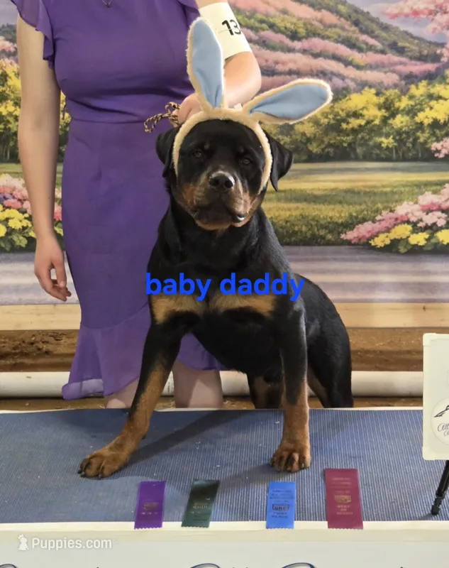 Female – German Shepherd Dog, Rottweiler puppy for sale in Pilot Mountain, NC