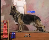 Female, a female German Shepherd Dog and Rottweiler for sale in Pilot Mountain, NC – 2 of 2