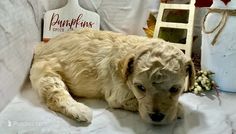 Minnie – Poodle - Toy  puppy for sale in Bogue Chitto, MS