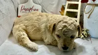 Minnie, a female Poodle - Toy  for sale in Bogue Chitto, MS – 1 of 2