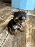 Remi , a female Yorkshire Terrier for sale in Bogue Chitto, MS – 1 of 1