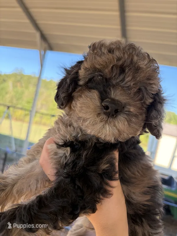Cocoa – Poodle - Toy  puppy on hold in Bogue Chitto, MS