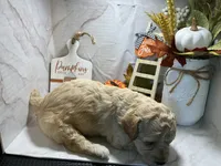 Minnie, a female Poodle - Toy  for sale in Bogue Chitto, MS – 2 of 2
