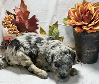 Chad, a male Poodle - Toy  for sale in Bogue Chitto, MS – 2 of 3