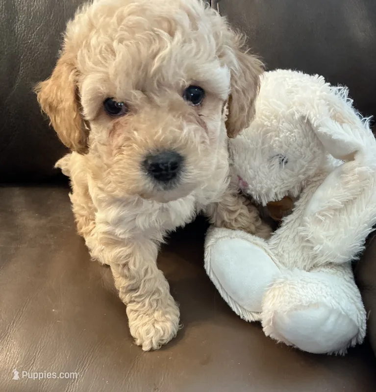 Minnie – Poodle - Toy  puppy for sale in Bogue Chitto, MS