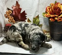 Chad, a male Poodle - Toy  for sale in Bogue Chitto, MS – 3 of 3