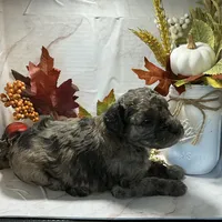 Cocoa, a male Poodle - Toy  for sale in Bogue Chitto, MS – 1 of 4