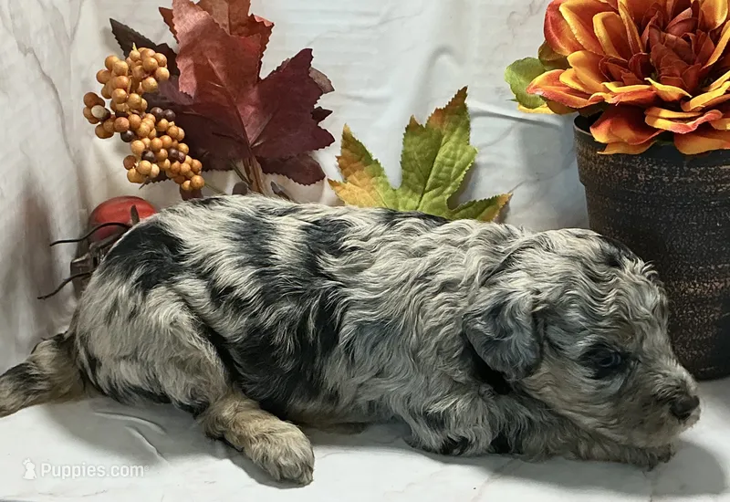 Chad – Poodle - Toy  puppy for sale in Bogue Chitto, MS