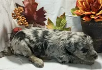 Chad, a male Poodle - Toy  for sale in Bogue Chitto, MS – 1 of 3