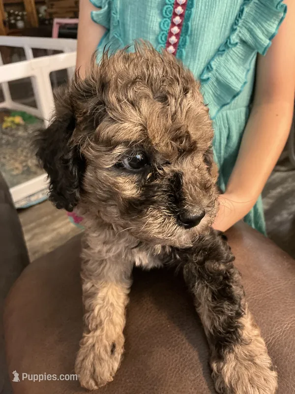 Cocoa – Poodle - Toy  puppy for sale in Bogue Chitto, MS