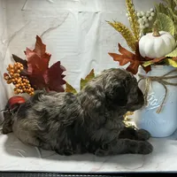Cocoa, a male Poodle - Toy  for sale in Bogue Chitto, MS – 4 of 4