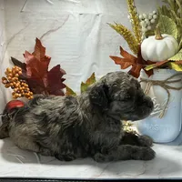 Cocoa, a male Poodle - Toy  for sale in Bogue Chitto, MS – 2 of 4
